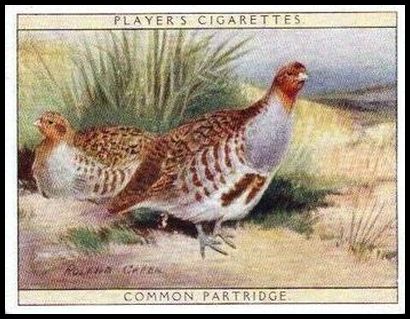 12 Common Partridge
